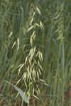 Common oat <BR>Oat